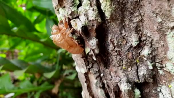 Ağaç Gövdesinde Kalan Ağustos Böceği Derisi Tropikal Böcek Döngüsü Mevsiminde — Stok video