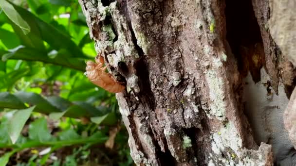 Ağaç Gövdesinde Kalan Ağustos Böceği Derisi Tropikal Böcek Döngüsü Mevsiminde — Stok video