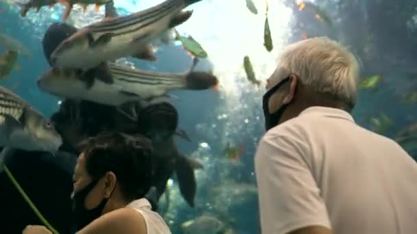 亚洲的老夫妇在水族馆里约会很开心好的关系一起出去活动吧 — 图库视频影像