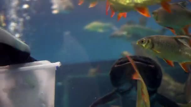 スキューバダイバーの手が観光水族館で新鮮な魚に餌を与えるメコンの巨大なナマズ Asianbeat Odon Gigas — ストック動画