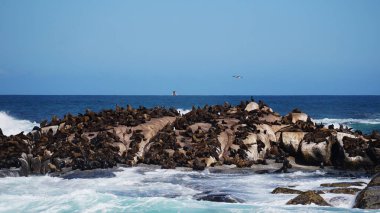 Güney Afrika 'da dinlenen foklar, Cape Town yakınlarındaki mavi dalgalı okyanus turistik alanının ortasındaki adalar.
