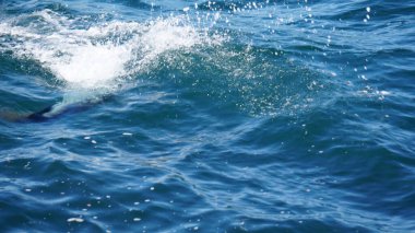 Güney Afrika 'da dinlenen foklar, Cape Town yakınlarındaki mavi dalgalı okyanus turistik alanının ortasındaki adalar.