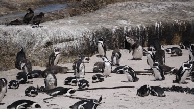 Penguen kolonisi, Güney Afrika kayalarında kara ayakla dolaşarak doğal yaşam alanlarını turistik alanlara çevirdi.