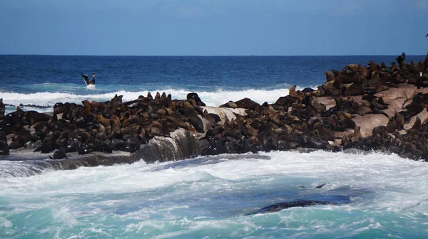 Seals Resting South Africa Seal Island Middle Blue Strong Wave — Stok fotoğraf
