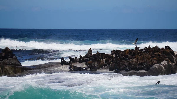 Seals Resting South Africa Seal Island Middle Blue Strong Wave — Stock Photo, Image