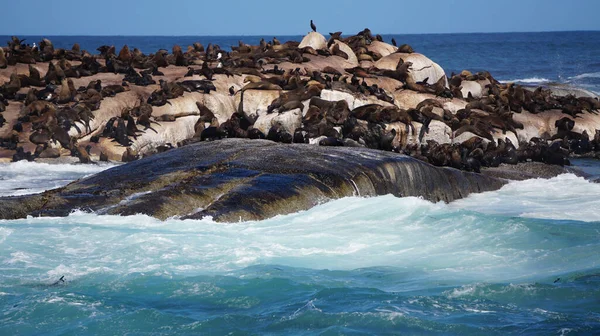 Las Focas Descansan Isla Focas Sudáfrica Medio Una Fuerte Atracción —  Fotos de Stock