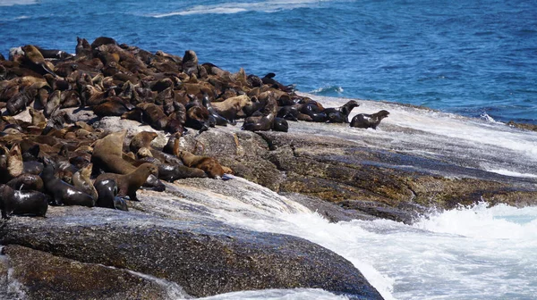 Las Focas Descansan Isla Focas Sudáfrica Medio Una Fuerte Atracción — Foto de Stock