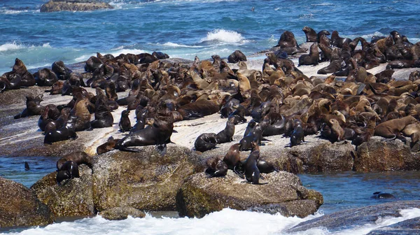 Seals Resting South Africa Seal Island Middle Blue Strong Wave — Fotografia de Stock