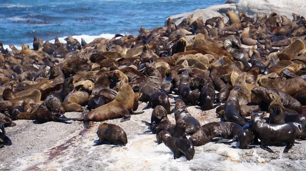 Seals resting on South Africa seal island middle of blue strong wave ocean tourist attraction near Cape town city