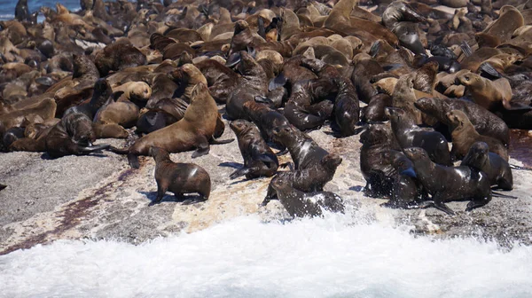 Las Focas Descansan Isla Focas Sudáfrica Medio Una Fuerte Atracción — Foto de Stock