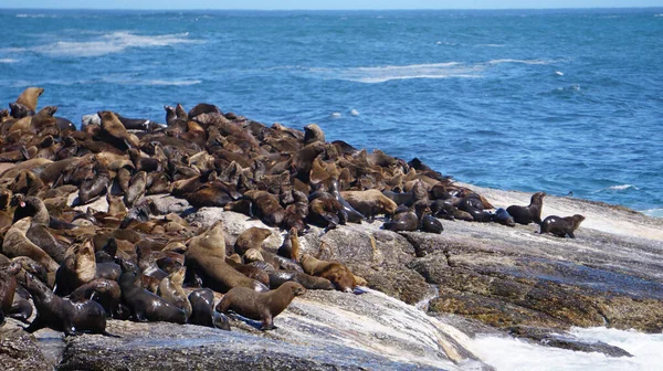 Seals resting on South Africa seal island middle of blue strong wave ocean tourist attraction near Cape town city