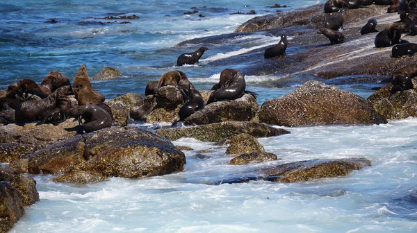 Seals Resting South Africa Seal Island Middle Blue Strong Wave — Foto de Stock