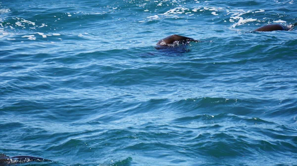 Seals Resting South Africa Seal Island Middle Blue Strong Wave — Zdjęcie stockowe