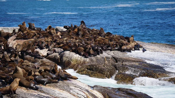 Las Focas Descansan Isla Focas Sudáfrica Medio Una Fuerte Atracción — Foto de Stock