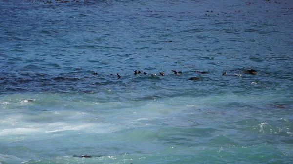 Морские Котики Отдыхающие Острове Морских Котиков Южной Африки Центре Синей — стоковое фото