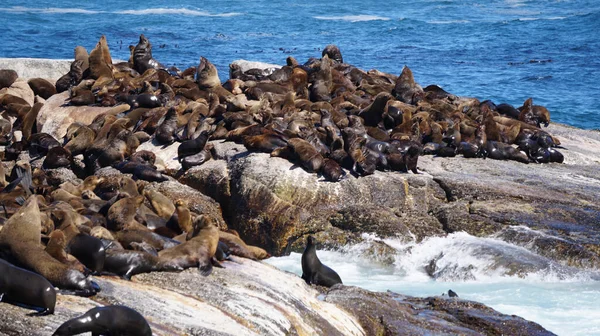 Seals resting on South Africa seal island middle of blue strong wave ocean tourist attraction near Cape town city