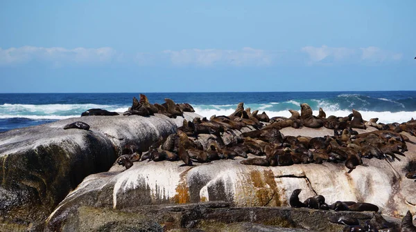 Selos Descansando África Sul Ilha Selo Meio Azul Forte Onda — Fotografia de Stock