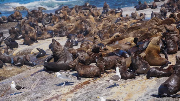 Seals resting on South Africa seal island middle of blue strong wave ocean tourist attraction near Cape town city