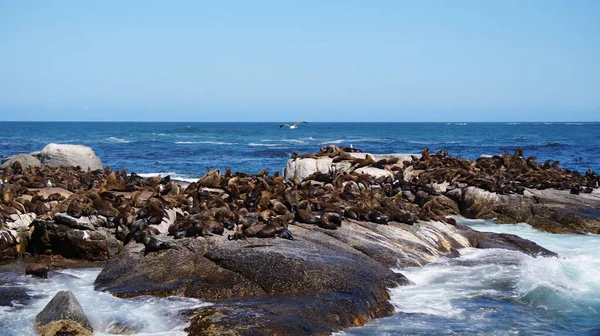 Seals Resting South Africa Seal Island Middle Blue Strong Wave — Foto de Stock