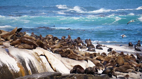 Las Focas Descansan Isla Focas Sudáfrica Medio Una Fuerte Atracción —  Fotos de Stock