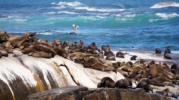 Морские Котики Отдыхающие Острове Морских Котиков Южной Африки Центре Синей — стоковое фото