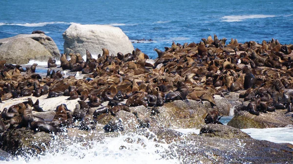 Las Focas Descansan Isla Focas Sudáfrica Medio Una Fuerte Atracción —  Fotos de Stock