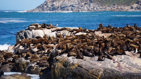 Seals Resting South Africa Seal Island Middle Blue Strong Wave — Fotografia de Stock