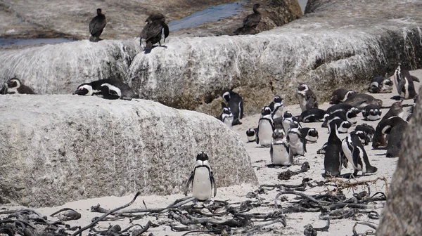 Colonia Pingüinos Patas Negras Sudáfrica Rocas Playa Hábitat Natural Atracción —  Fotos de Stock