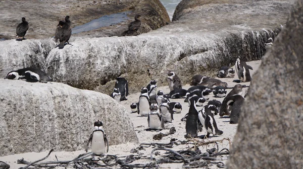 Colonia Pingüinos Patas Negras Sudáfrica Rocas Playa Hábitat Natural Atracción —  Fotos de Stock