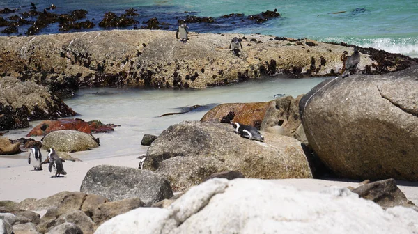 Colonia Pingüinos Patas Negras Sudáfrica Rocas Playa Hábitat Natural Atracción — Foto de Stock