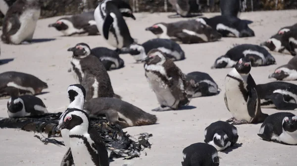 Schwarzfuß Pinguinkolonie Südafrika Felsbrocken Strand Natürlicher Lebensraum Touristenattraktion Wildtiere — Stockfoto