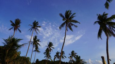 Parlak mavi gökyüzü ve altın şafak gündoğumu tropikal Tayland plajı hindistan cevizi ağaçları alçak açılı