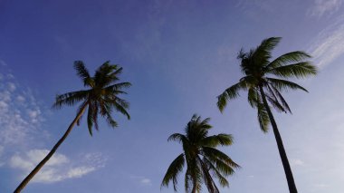 Parlak mavi gökyüzü ve altın şafak gündoğumu tropikal Tayland plajı hindistan cevizi ağaçları alçak açılı