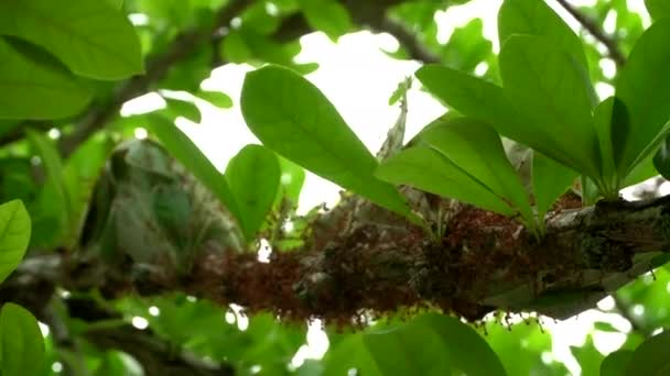 Fire Ant Nest Building Forest Tree Branch Insect Life — Stock video