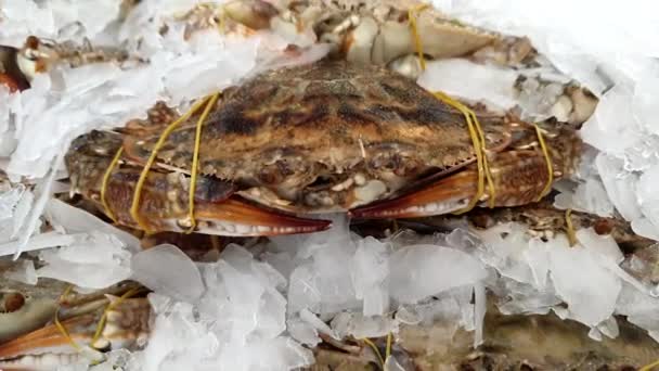Chilled Crab Frozen Ice Supermarket Seafood Shopping — Wideo stockowe