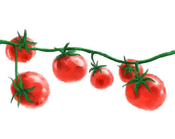 Tomato Vine Watercolor Painting Illustration Fresh Red Vegetable Illustration — Stock Fotó