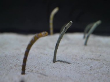 Benekli yılan balığı grubu. Deniz altı küçük yaratıcısı.