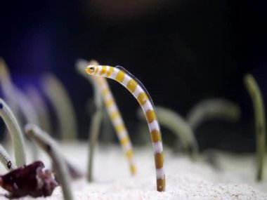 Benekli yılan balığı grubu. Deniz altı küçük yaratıcısı.