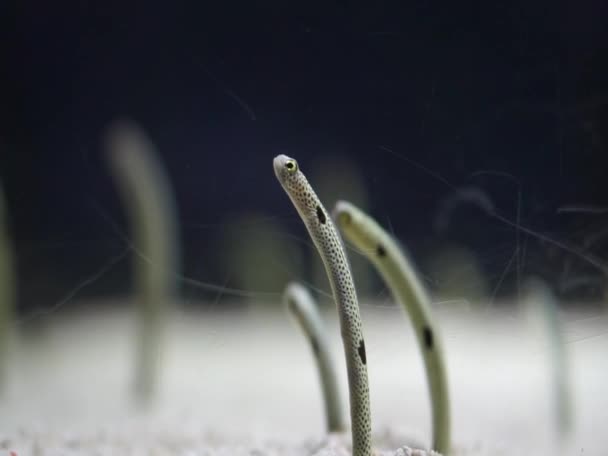 Gespot Tuin Paling Groep Kleine Schepper Onder Zee Oceaan — Stockvideo