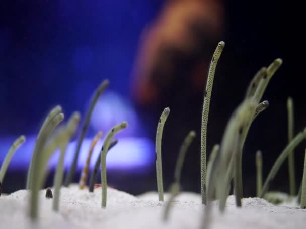 Gespot Tuin Paling Groep Kleine Schepper Onder Zee Oceaan — Stockvideo