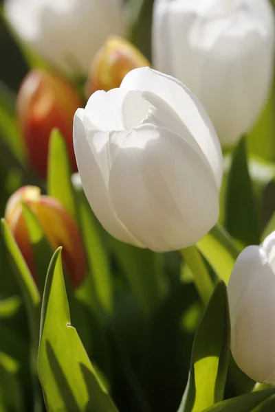 Bouquet of tulips — Stock Photo, Image