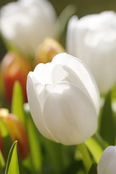 Bouquet of tulips — Stock Photo, Image