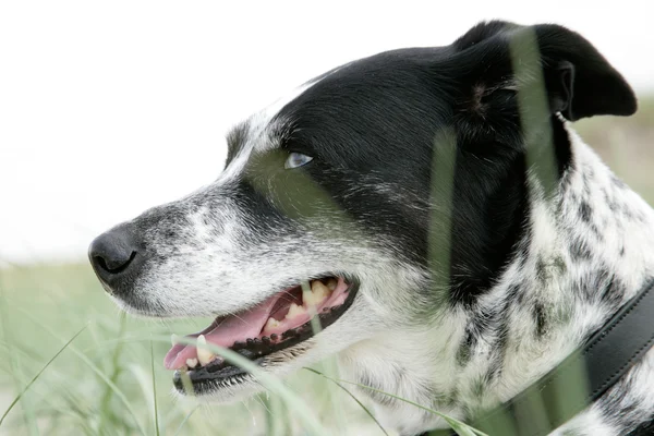 Alaskan Husky — Stockfoto