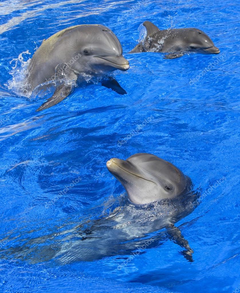 Bebe Dauphin Images Libres De Droit Photos De Bebe Dauphin Depositphotos Bebe Dauphin Images Libres De Droit Photos De Bebe Dauphin Depositphotos