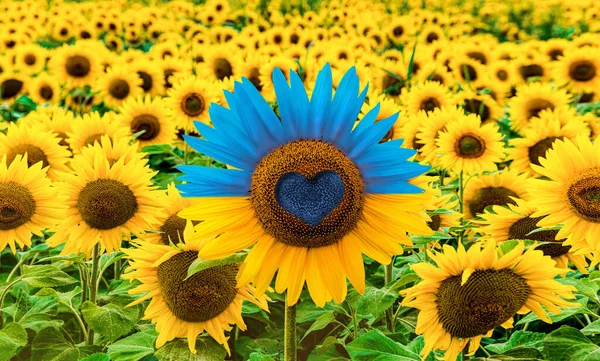 Sunflower Field Colorized Resemble Ukraine Flag — Stock Photo, Image