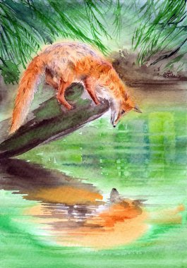 Bir gölün üzerinde duran kırmızı tüylü tilkinin suluboya çizimi ve sudaki yansımasına bakmak.