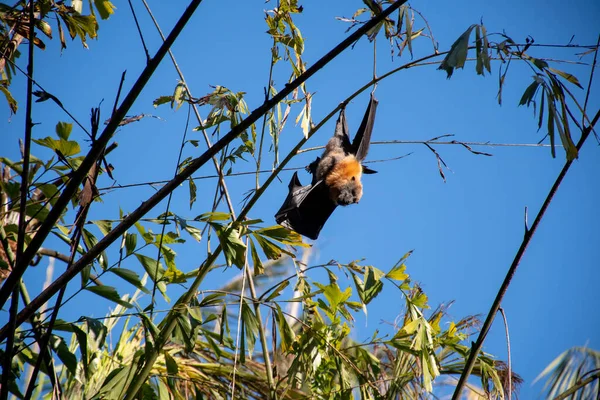 Седоголовые Летающие Лисы Висят Дереве Австралийская Мега Бита Вымирающие Виды — стоковое фото