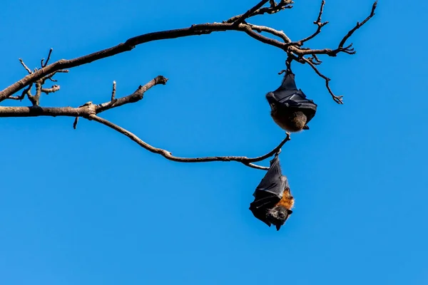 Zorros Voladores Cabeza Gris Colgados Árbol Mega Murciélago Animal Nativo — Foto de Stock