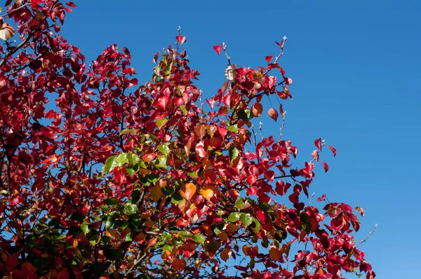 Осенний Сезон Красное Дерево Листья Осенний Фон Голубым Небом — стоковое фото