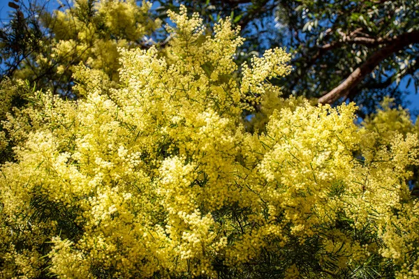 Wattle Fiori Mimosa Piena Fioritura Nel Giardino Primaverile Marzo Concetto — Foto Stock